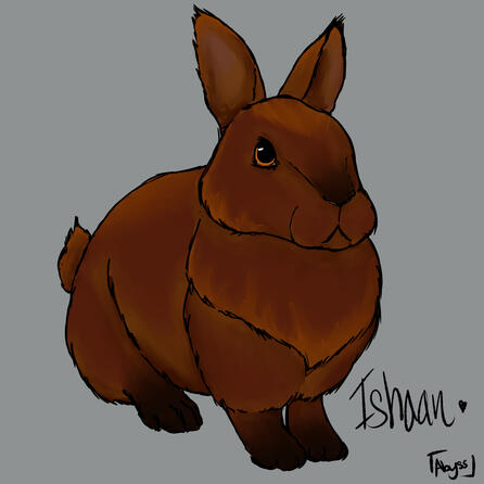 Bunnification